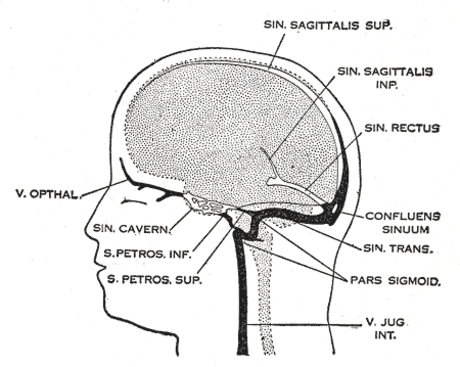 Occipital sinus