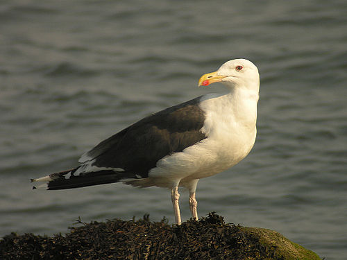 Great Black-backed Gull.jpg