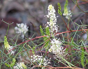 Beskrivelse av Grevillea_intricata.jpg-bildet.