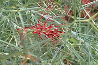 <i>Grevillea squiresiae</i> Species of shrub in the family Proteaceae endemic to Western Australia