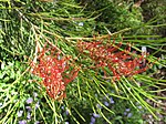 Miniatura para Grevillea tetragonoloba