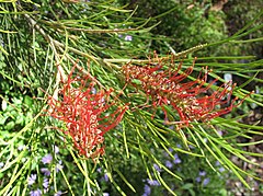 Description de l'image Grevillea tetragonoloba.jpg.