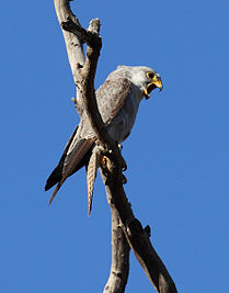 Grey Falcon (Falco hypoleucos), Northern Territory, Australia