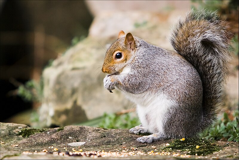 File:Grey Squirrel at Markeaton Park -2b.jpg