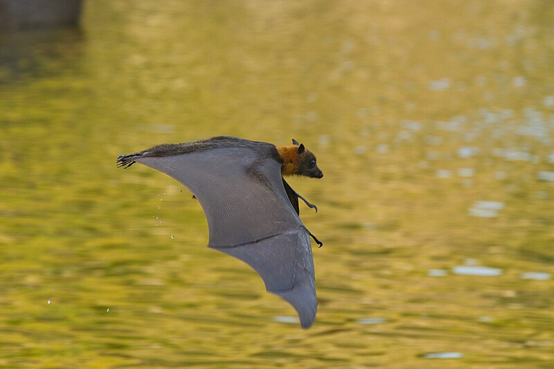 File:Grey headed flying fox - skimming water - AndrewMercer IMG41845.jpg