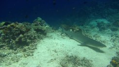 Податотека:Grey reef shark (Carcharhinus amblyrhynchos) near Sipadan.webm