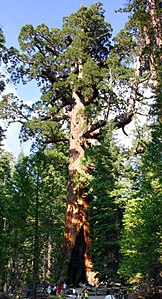 Grizzly Gigante Mariposa Grove.jpg