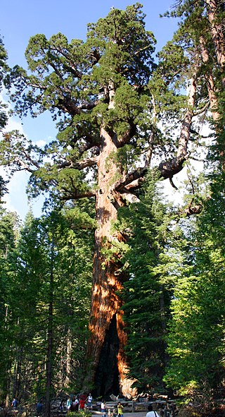<span class="mw-page-title-main">Mariposa Grove</span> Giant sequoia grove in Yosemite National Park, California, United States