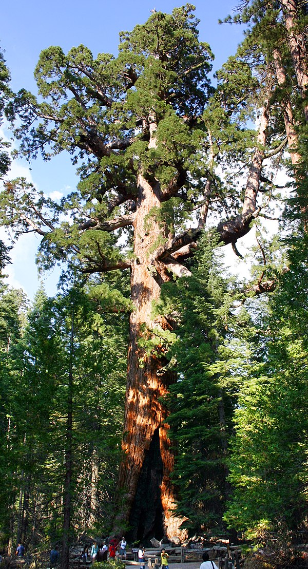 The Grizzly Giant of the Mariposa Grove of Giant Sequoias discovered by Galen Clark (people visible at bottom of photo for scale)