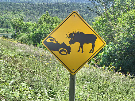 Moose collisions can be deadly