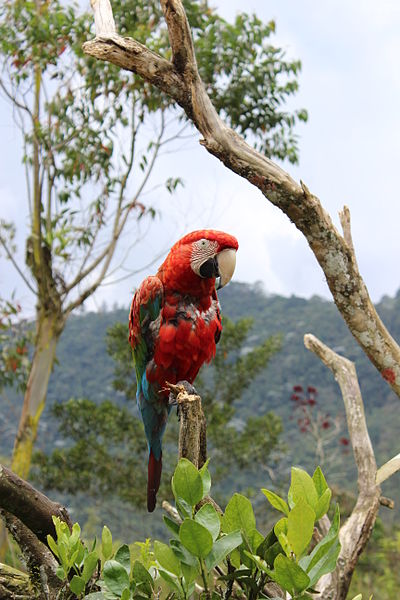 File:Guacamaya12.JPG