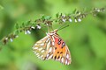 Gulf Fritillary