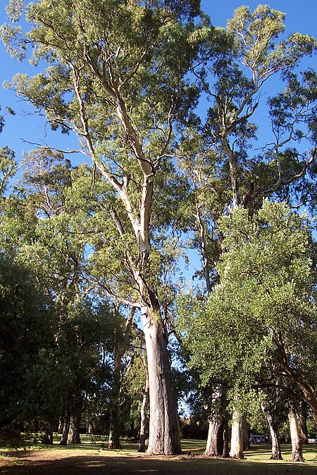 Gum tree hazelwood park