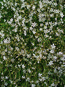 Gypsophila repens Habitus