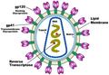 s HIV-Virion