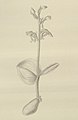 Habenaria diphylla (as syn. Habenaria aitchisonii var. josephi) plate 408 in: G.King & R.Pantling: The Orchids of the Sikkim-Himalaya Calcutta (1898) (Detail)