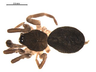 <i>Hahnia cinerea</i> Species of spider