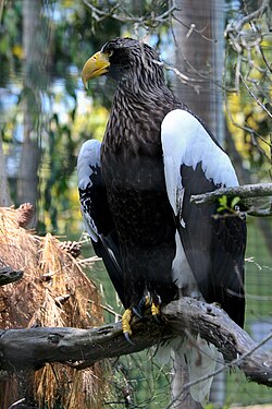 Stellers havørn, San Diego Zoo