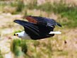 Pygargue vocifer aussi appelé aigle pêcheur d'Afrique (Haliaeetus vocifer).