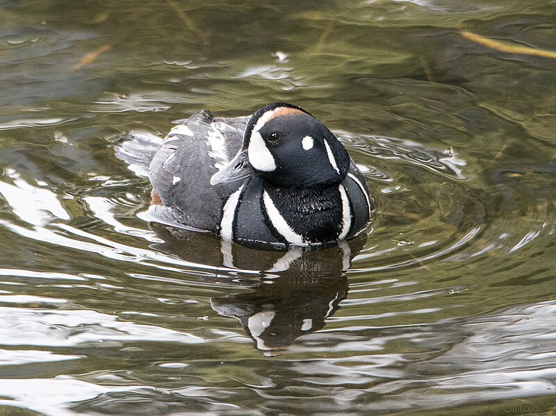 File:Harlequin Duck 150 (41590265034).jpg