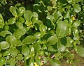 Thumbnail for Portulaca oleracea subsp. sativa