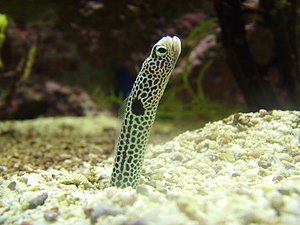 Earmark tube eel (Heteroconger hassi)