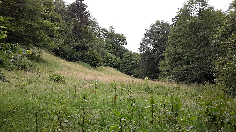 File:Hasselbachtal - Naturpark Solling Vogler - Wiesental (2).jpg