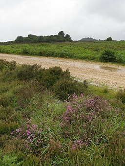 Heathland in the rain, Ashley Walk, New Forest - geograph.org.uk - 478226