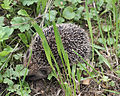 Hedgehog 07.jpg