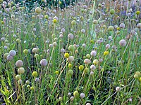 Helenium aromaticum