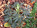 Helleborus foetidus shoot