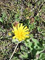 Hieracium villosum