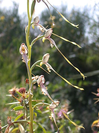 <i>Himantoglossum caprinum</i> Species of orchid