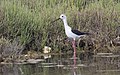 * Nomination Black-winged stilt --Christian Ferrer 11:05, 28 May 2018 (UTC) * Promotion  Support Good quality. --Basotxerri 18:01, 28 May 2018 (UTC)