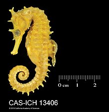 Hippocampus procerus (10.3897-zookeys.824.30921) Figuur 10.jpg