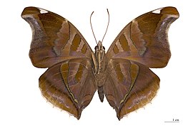 Ventral