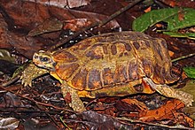 Home's Schildschildkröte (Kinixys homeana) .jpg