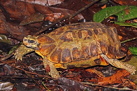 Home's hinge-back tortoise (Kinixys homeana)