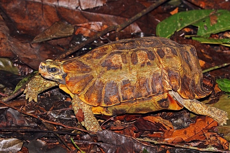 Home's hinge-back tortoise