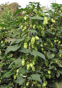 Chmiel bloemen vrouwelijke roślina Humulus lupulus żeński.jpg