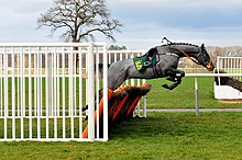 A horse free-jumping a steeplechase-type hurdle Horse Running Without Jockey.jpg