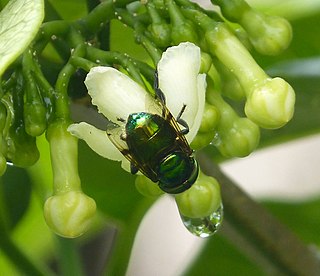 <i>Ornidia obesa</i> Species of fly