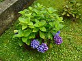 Hydrangea macrophylla Hortensia