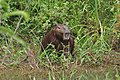 Ein Panama-Capybara