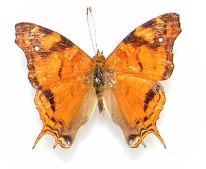 Hypanartia paullus.jpg