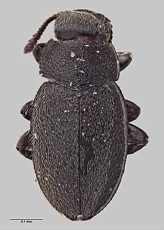 <i>Hyphalus wisei</i> Species of beetle