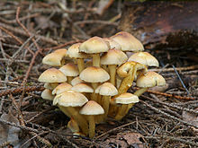 Hypholoma fasciculare LC0091.jpg