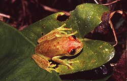 Hypsiboas punctatus01a.jpg