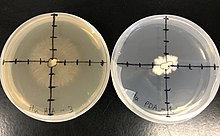 Hypsizygus ulmarius cultured on hay infused agar (left) and potato dextrose agar (right) after five days of growth at room temperature. Hypsizygus ulmarius cultures.jpg