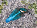 * Nomination en:Kingfisher Kingfisher (Alcedo atthis). Window victim. --Famberhorst 05:48, 9 October 2018 (UTC) * Promotion  Support Good quality. --Ermell 06:29, 9 October 2018 (UTC)